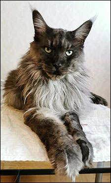 Lucifer PR (N) Gentle Powers Ferrari, male/neuter, MCO ns, 2020-06-06. Lucifer PR (N) Gentle Powers Ferrari, male/neuter, MCO ns, 2020-06-06.
