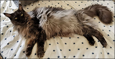 Lucifer PR (N) Gentle Powers Ferrari, male/neuter, MCO ns, 2020-06-21. Lucifer PR (N) Gentle Powers Ferrari, male/neuter, MCO ns, 2020-06-21.