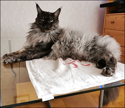 Lucifer PR (N) Gentle Powers Ferrari, male/neuter, MCO ns, 2020-07-01. Lucifer PR (N) Gentle Powers Ferrari, male/neuter, MCO ns, 2020-07-01.