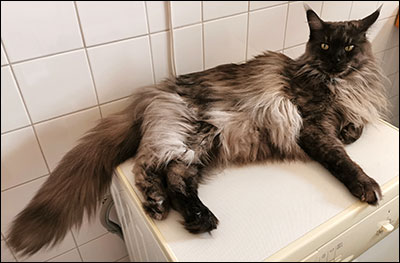 Lucifer PR (N) Gentle Powers Ferrari, male/neuter, MCO ns, 2020-08-23. Lucifer PR (N) Gentle Powers Ferrari, male/neuter, MCO ns, 2020-08-23.