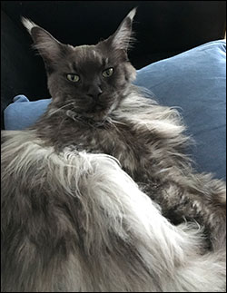 Lucifer PR (N) Gentle Powers Ferrari, male/neuter, MCO ns, 2020-09-20. Lucifer PR (N) Gentle Powers Ferrari, male/neuter, MCO ns, 2020-09-20.