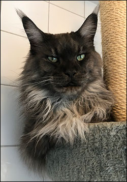 Lucifer PR (N) Gentle Powers Ferrari, male/neuter, MCO ns, 2020-10-11. Lucifer PR (N) Gentle Powers Ferrari, male/neuter, MCO ns, 2020-10-11.