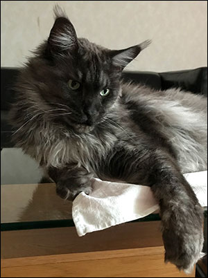Lucifer PR (N) Gentle Powers Ferrari, male/neuter, MCO ns, 2020-12-25. Lucifer PR (N) Gentle Powers Ferrari, male/neuter, MCO ns, 2020-12-25.