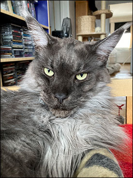 Lucifer PR (N) Gentle Powers Ferrari, male/neuter, MCO ns, 2021-02-20. Lucifer PR (N) Gentle Powers Ferrari, male/neuter, MCO ns, 2021-02-20.
