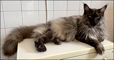 Lucifer PR (N) Gentle Powers Ferrari, male/neuter, MCO ns, 2021-06-20. Lucifer PR (N) Gentle Powers Ferrari, male/neuter, MCO ns, 2021-06-20.