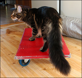 ...dagen efter hade Morriz hittat en skatebord (2012-02-12).