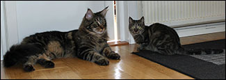 Morriz och Simba (Henkans katt) i Orsa (2012-07-27).