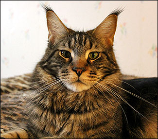 Morriz (2012-12-15). Morriz (2012-12-15).