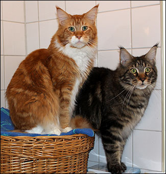 Millwall (IC S*Divine Coon's Dolce Gabbana, male/Tomcat, 2 ½ year) och Morriz (S*Divine Coon's Easy Happiness, male/neuter, 19 months), 2012-12-22. Millwall (IC S*Divine Coon's Dolce Gabbana, male/Tomcat, 2 ½ year) och Morriz (S*Divine Coon's Easy Happiness, male/neuter, 19 months), 2012-12-22.