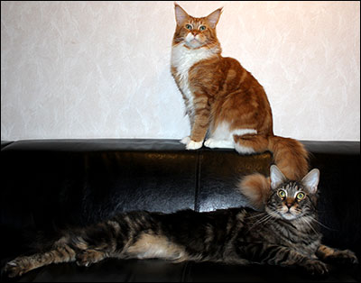  Millwall (IC S*Divine Coon's Dolce Gabbana, male/Tomcat, 2 ½ year) och Morriz (S*Divine Coon's Easy Happiness, male/neuter, 19 months), 2012-12-27.