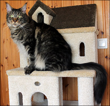 Morriz (PR S*Divine Coon's Easy Happiness) 'My Kind Giant', 2015-04-03. Morriz (PR S*Divine Coon's Easy Happiness) 'My Kind Giant', 2015-04-03.