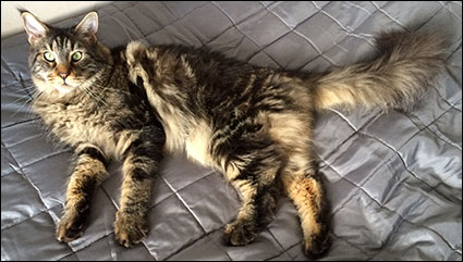 Morriz (PR S*Divine Coon's Easy Happiness) 'My Kind Giant', 2015-05-23. Morriz (PR S*Divine Coon's Easy Happiness) 'My Kind Giant', 2015-05-23.