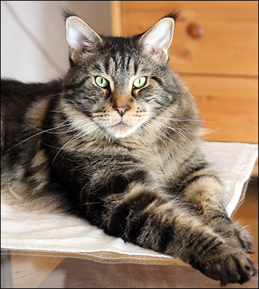 Morriz (PR S*Divine Coon's Easy Happiness) 'My Kind Giant', 2015-06-22. Morriz (PR S*Divine Coon's Easy Happiness) 'My Kind Giant', 2015-06-22.