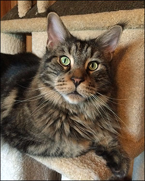 Morriz (PR S*Divine Coon's Easy Happiness) 'My Kind Giant', 2015-06-30. Morriz (PR S*Divine Coon's Easy Happiness) 'My Kind Giant', 2015-06-30.