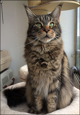 Morriz (PR S*Divine Coon's Easy Happiness) 'My Kind Giant', 2015-07-10. Morriz (PR S*Divine Coon's Easy Happiness) 'My Kind Giant', 2015-07-10.