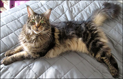 Morriz (PR S*Divine Coon's Easy Happiness) 'My Kind Giant', 2015-08-29. Morriz (PR S*Divine Coon's Easy Happiness) 'My Kind Giant', 2015-08-29.