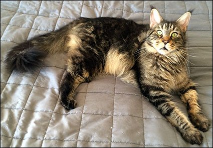 Morriz (PR S*Divine Coon's Easy Happiness) 'My Kind Giant', 2015-09-30. Morriz (PR S*Divine Coon's Easy Happiness) 'My Kind Giant', 2015-09-30.