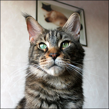 Morriz (PR S*Divine Coon's Easy Happiness) 'My Kind Giant', 2015-12-29. Morriz (PR S*Divine Coon's Easy Happiness) 'My Kind Giant', 2015-12-29.