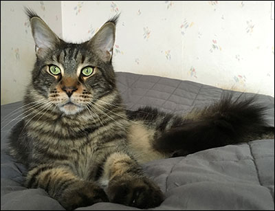 Morriz (PR S*Divine Coon's Easy Happiness) 'My Kind Giant', 2016-02-07. Morriz (PR S*Divine Coon's Easy Happiness) 'My Kind Giant', 2016-02-07.
