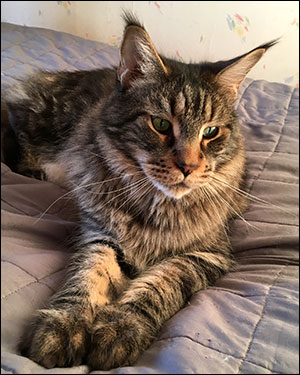 Morriz (PR S*Divine Coon's Easy Happiness) 'My Kind Giant', 2016-03-31. Morriz (PR S*Divine Coon's Easy Happiness) 'My Kind Giant', 2016-03-31.