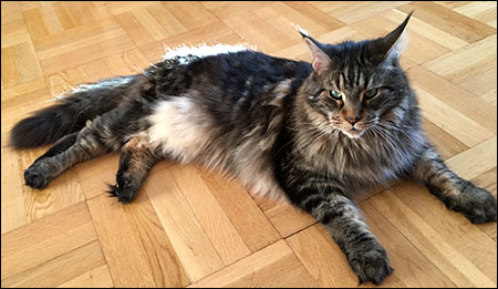 Morriz (PR S*Divine Coon's Easy Happiness) 'My Kind Giant', 2016-07-06. Morriz (PR S*Divine Coon's Easy Happiness) 'My Kind Giant', 2016-07-06.