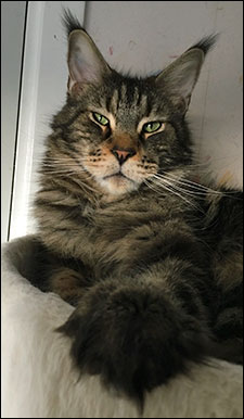 Morriz (PR S*Divine Coon's Easy Happiness) 'My Kind Giant', 2016-11-20. Morriz (PR S*Divine Coon's Easy Happiness) 'My Kind Giant', 2016-11-20.