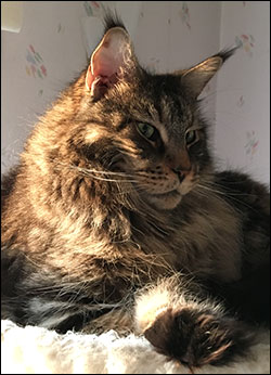 Morriz (PR S*Divine Coon's Easy Happiness) 'My Kind Giant', 2017-10-17. Morriz (PR S*Divine Coon's Easy Happiness) 'My Kind Giant', 2017-10-17.