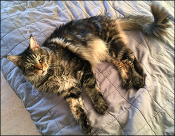 Morriz (PR S*Divine Coon's Easy Happiness) 'My Kind Giant', 2018-03-17. Morriz (PR S*Divine Coon's Easy Happiness) 'My Kind Giant', 2018-03-17.