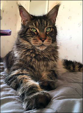 Morriz (PR S*Divine Coon's Easy Happiness) 'My Kind Giant', 2018-05-06. Morriz (PR S*Divine Coon's Easy Happiness) 'My Kind Giant', 2018-05-06.