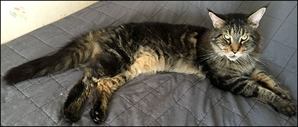 Morriz (PR S*Divine Coon's Easy Happiness) 'My Kind Giant', 2018-07-10. Morriz (PR S*Divine Coon's Easy Happiness) 'My Kind Giant', 2018-07-10.