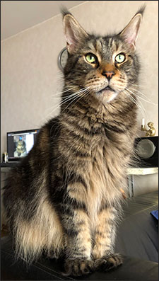 Morriz (PR S*Divine Coon's Easy Happiness) 'My Kind Giant', 2018-10-13. Morriz (PR S*Divine Coon's Easy Happiness) 'My Kind Giant', 2018-10-13.