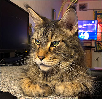 Morriz (PR S*Divine Coon's Easy Happiness) 'My Kind Giant', 2018-10-26. Morriz (PR S*Divine Coon's Easy Happiness) 'My Kind Giant', 2018-10-26.