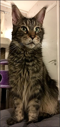 Morriz (PR S*Divine Coon's Easy Happiness) 'My Kind Giant', 2018-11-15. Morriz (PR S*Divine Coon's Easy Happiness) 'My Kind Giant', 2018-11-15.