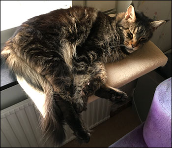 Morriz (PR S*Divine Coon's Easy Happiness) 'My Kind Giant', 2019-03-02. Morriz (PR S*Divine Coon's Easy Happiness) 'My Kind Giant', 2019-03-02.