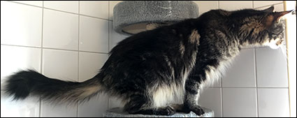 Morriz (PR S*Divine Coon's Easy Happiness) 'My Kind Giant', 2019-04-07. Morriz (PR S*Divine Coon's Easy Happiness) 'My Kind Giant', 2019-04-07.