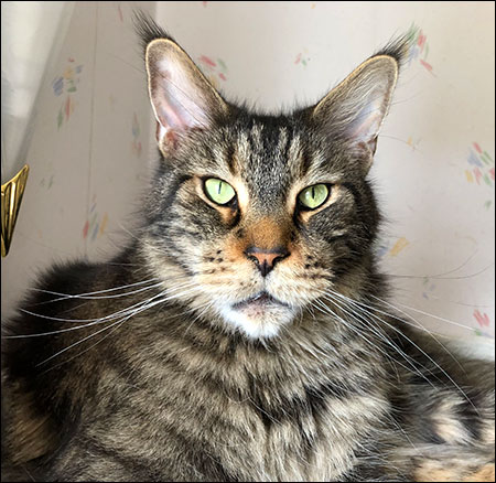 Morriz (PR S*Divine Coon's Easy Happiness) 'My Kind Giant', 2019-05-05. Morriz (PR S*Divine Coon's Easy Happiness) 'My Kind Giant', 2019-05-05.