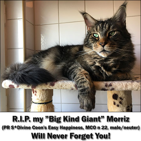 R.I.P. my *Big Kind Giant* Morriz, (PR S*Divine Coon's Easy Happiness, MCO n22, male/neuter) Will Never Forget You!