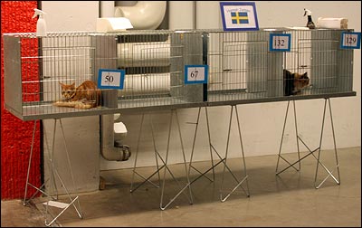 Millwall på kattutställning i Infra City, Bredden. Väntar på att komma upp i panelen (2011-03-27). Millwall på kattutställning i Infra City, Bredden. Väntar på att komma upp i panelen (2011-03-27).