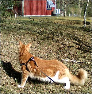 Sedan fick jag gå ut på spaning, hos husses syrran i Munkfors, helt fantastiskt (2011-04-23). Sedan fick jag gå ut på spaning, hos husses syrran i Munkfors, helt fantastiskt (2011-04-23).