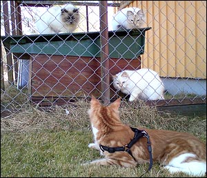Dom där birmorna är inte mina kompisar, trodde det var Bullit, Kulan och Tiger. Ska nog reta dom lite :) (2011-04-23). Dom där birmorna är inte mina kompisar, trodde det var Bullit, Kulan och Tiger. Ska nog reta dom lite :) (2011-04-23).