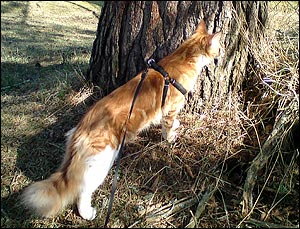 Vad är det där för något (2011-04-23). Vad är det där för något (2011-04-23).