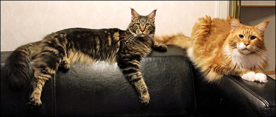 Morriz och Millwall (IC S*Divine Coon's Dolce Gabbana) poserar på soffan, 2012-11-05.