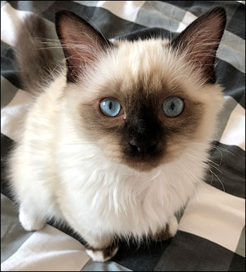 Plutten, 2018-07-18. Plutten, 2018-07-18.