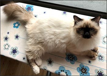 Plutten, 2018-11-08. Plutten, 2018-11-08.