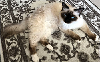 Plutten, 2019-04-19. Plutten, 2019-04-19.