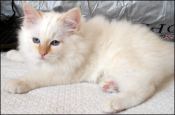 Tiger (2008-02-16). Tiger (2008-02-16).