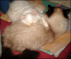 Tiger och Kulan myser (2008-03-16). Tiger och Kulan myser (2008-03-16).