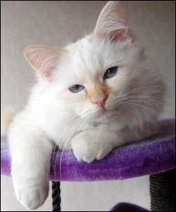 Tiger (2008-04-05). Tiger (2008-04-05).
