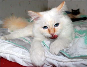 Tiger (2008-04-27). Tiger (2008-04-27).