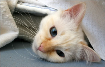 Tiger (2008-05-25). Tiger (2008-05-25).